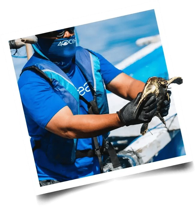 4ocean foundation cleanup crew saving a sea turtle