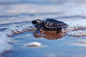 Baby sea turtle entering a clean ocean Baby sea turtle entering a clean ocean