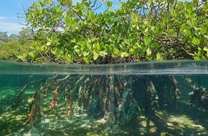 Mangrove tree in clean water Mangrove tree in clean water